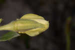 Seabeach evening primrose